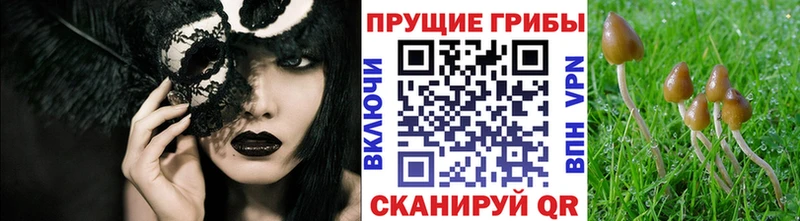 Псилоцибиновые грибы Psilocybine cubensis Ильский